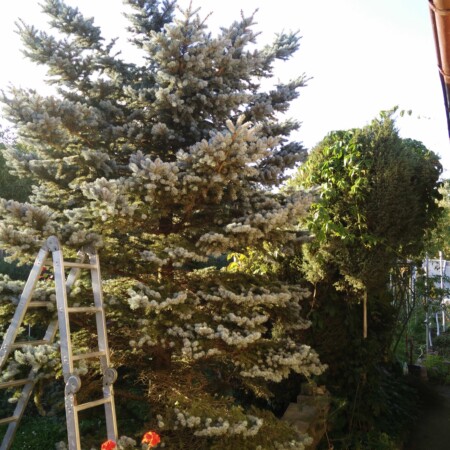 20170919 – Baumkürzung im Garten – Inhalte von MaZ-Systems